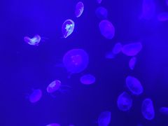 -暹罗海洋世界