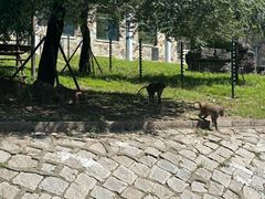 -哈尔滨北方森林动物园