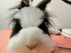 -1013 PET SHOP精品宠物商店(丁香店)