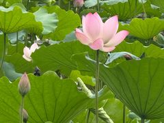 -一绪に和牛寿喜烧(罗湖益田假日店)