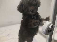 -翊宠yipet猫狗购宠庄园犬舍•猫舍