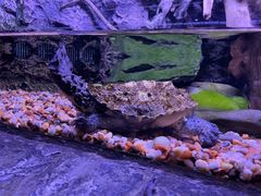 -上海海洋水族馆