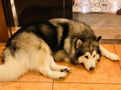 -more than meow吴止猫主题餐厅(承德 中船汇店)