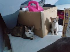 -宠物星动物医院·眼科·异宠·猫科(江南大道总院)