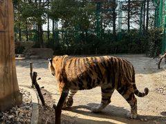 -上海野生动物园老虎餐厅