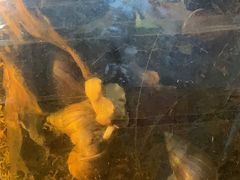 -上海大自然野生昆虫馆(东方明珠·爬宠昆虫探索中心)