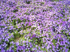 -南通洲际绿博园