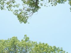 -三垟湿地