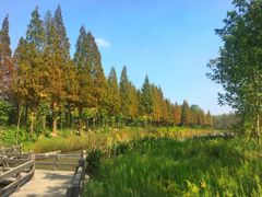 -合肥滨湖国家森林公园