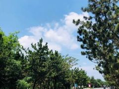 -渡海小渔村.老辈日照菜