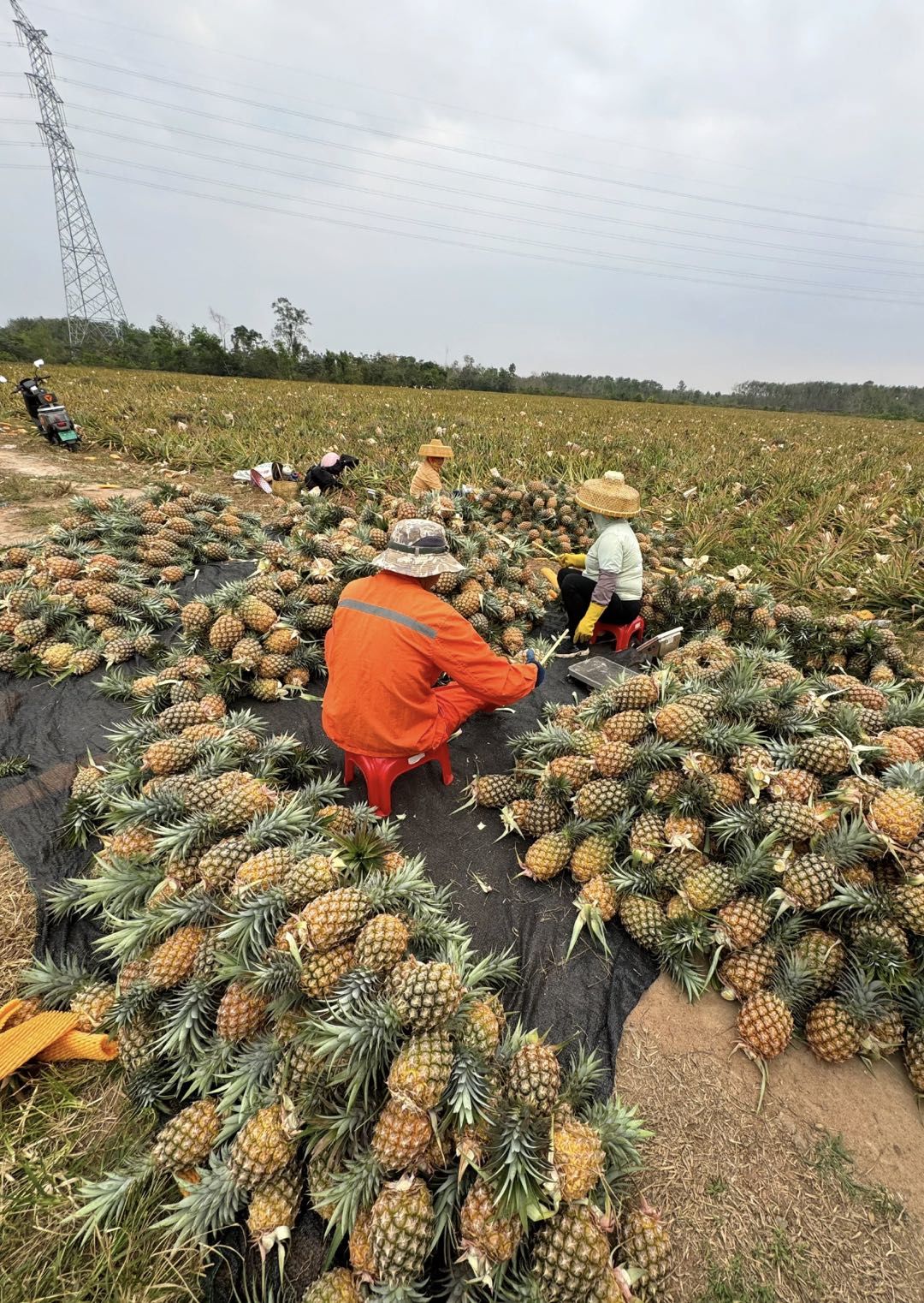 摘凤梨的一天,树上熟的凤梨长这样