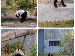 -成都大熊猫繁育研究基地