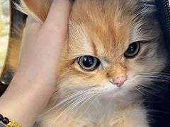-车接车送·寄养洗护·德文猫舍(大宁店)