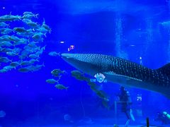 -烟台海昌鲸鲨海洋公园