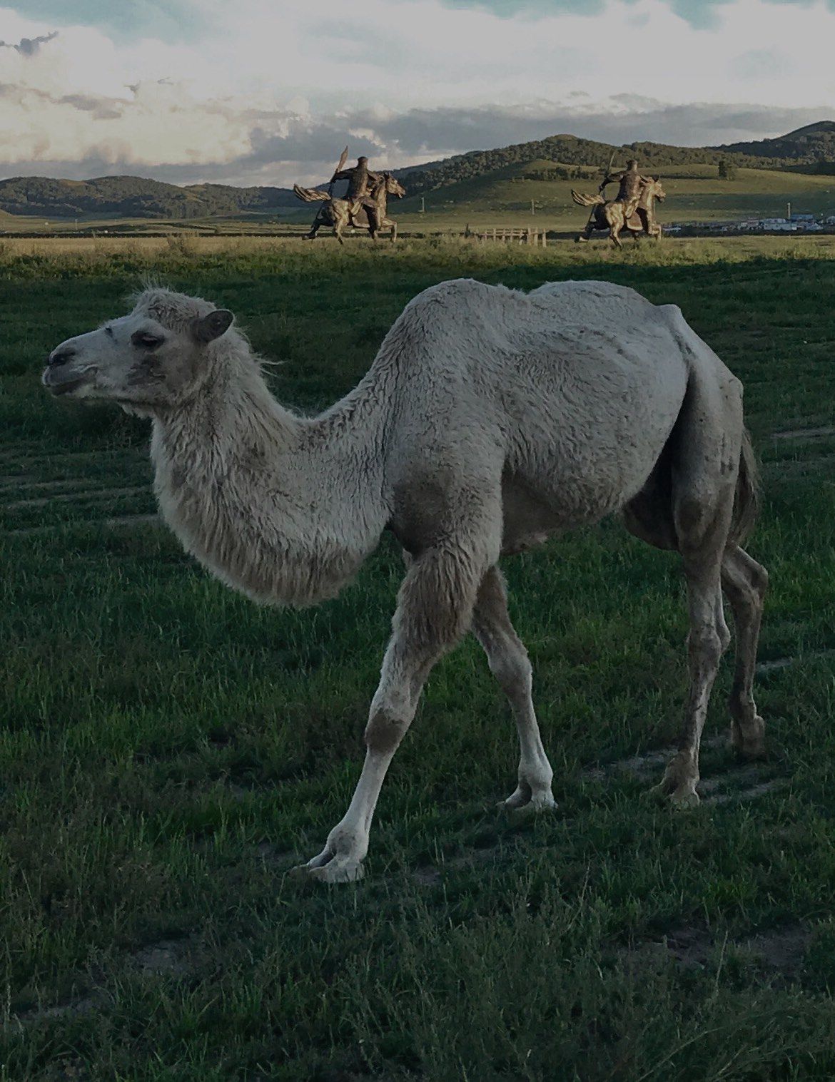 乌兰布统草原有只傲娇的骆驼