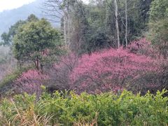 -楠溪江石桅岩