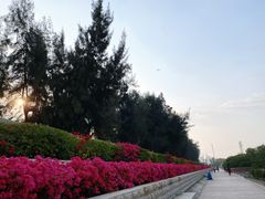 -宝安西湾红树林湿地公园