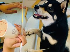 -柴犬小屋·柴餐厅·狗咖食堂(金鼎广场店)