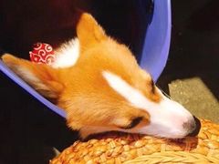 -又至园精品咖啡馆(将军塘店)