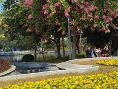 -荔湾湖公园