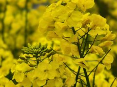 -漾应的火塘(蟠龙新天地店)