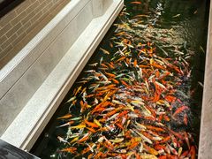 -龙悦湾酒家·八阵鱼生·渔人码头店
