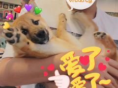 -柯斗斗主题餐厅·狗咖·围炉煮茶·茶饮(国瑞升平里店)