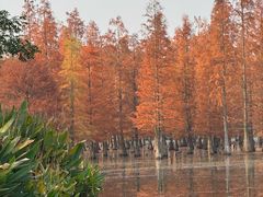 -白鹭湾湿地公园