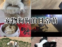 -趣玩宠物乐园寄养训犬训狗游泳池