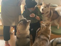 -Husky Go! 哈士奇体验馆·宠物咖啡厅狗咖