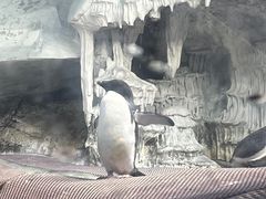 -海合安武汉极地海洋公园