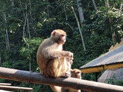 -西双版纳原始森林公园