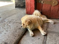 -罗布林卡