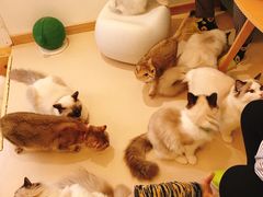 -猫在这儿猫咪咖啡馆·撸猫馆