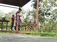 采摘甜脆柿-武汉世外桃源农庄