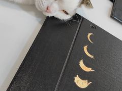 -喵园·猫主题咖啡厅·撸猫·猫咖(国贸店)