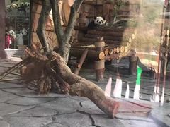 -泉州海丝野生动物世界