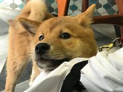 -一口小满手作糯米糍(北山店)