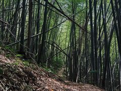 -四明山国家森林公园
