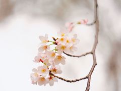 -高东镇樱花园