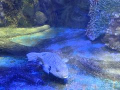 -太平洋海底世界