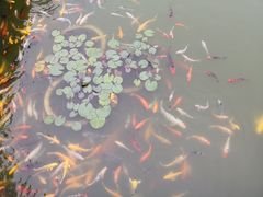 -宝界普菲特湖畔酒店