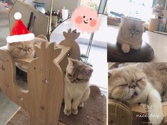-飞行喵MR PILOT|猫舍·猫咖(静安大融城店)