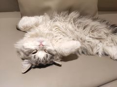 -猫腻·猫咖·撸猫馆(星光大道店)