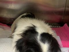 -宠颐生宠物医院·心肾内科·猫专科诊疗中心宠巢店