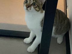 -御宝贝·A梦猫科宠物医院(国际猫友好医院)
