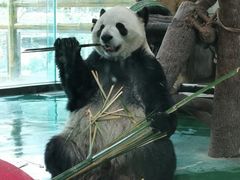 -成都动物园