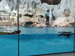 -帝企鹅自助餐厅•儿童岛•真企鹅(长隆企鹅酒店)