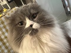 -安安宠医·安宠宠物医院