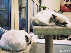 -猫小院猫主题餐厅(南锣旗舰店)